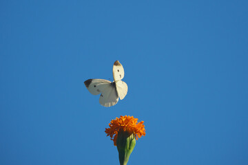 花蜜を吸って舞い上がった直後のモンシロチョウ