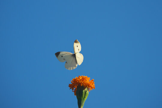 紋白蝶」の写真素材 | 201,131件の無料イラスト画像 | Adobe Stock