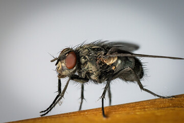 close up of a house fly (Musca domestica)