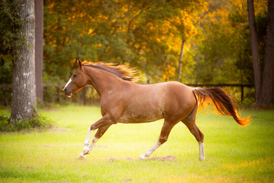 Chestnut quarter horse running in a field at a horse farm