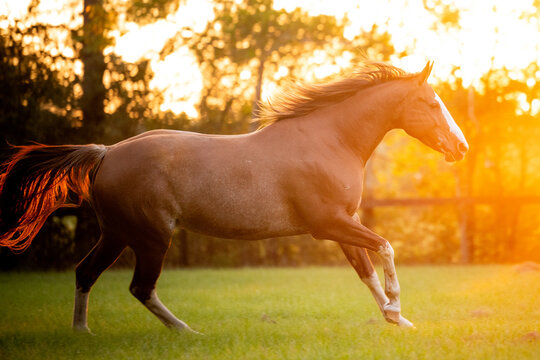 Chestnut quarter horse running in a field at a horse farm in Aik