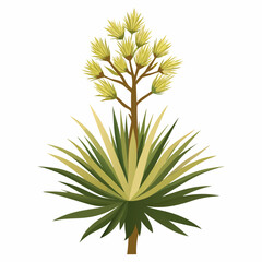Yucca Plant with Blooming Flowers Isolated on White Background