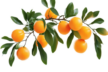 Bright cluster of orange fruits on green leaves captured in high detail, showcasing the natural beauty and vibrant colors of a citrus branch against a clean background