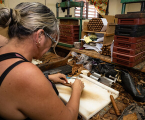 Woman working in a traditional cuban cigar factory, skillfully preparing tobacco leaves using a...