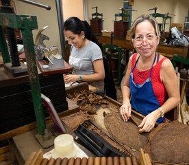 Skilled craftswomen processing tobacco leaves, handcrafting premium habanos cigars in traditional...