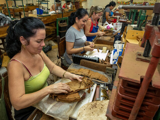 Female cigar makers sorting, handling tobacco leaves, preparing premium habanos in traditional...