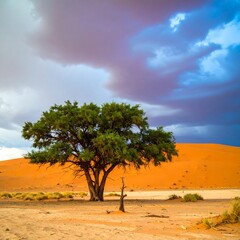 Fototapeta premium Desert Tree & Storm Clouds