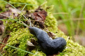Close-up of a snail crawling on the moss in the forest
