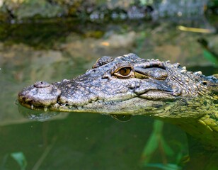 Naklejka premium Crocodile Head in Water