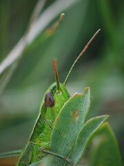 green grasshopper on a leaf