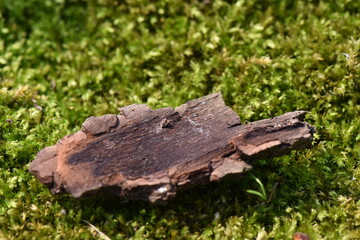 dried bark of deciduous tree lies on green fresh moss