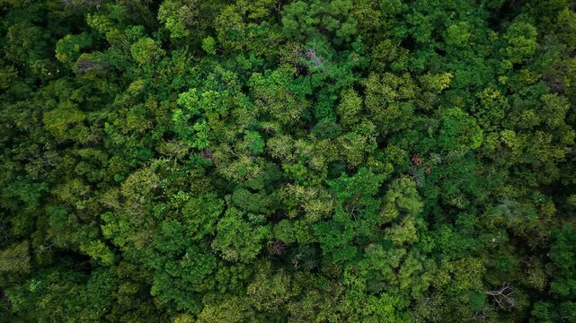 Aerial view green background tropical rainforest on island mountain nature landscape ecology system