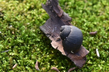 dried bark of deciduous tree lies on green fresh moss near to snail shell