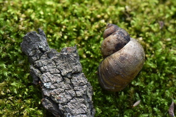 dried bark of deciduous tree lies on green fresh moss near to snail shell