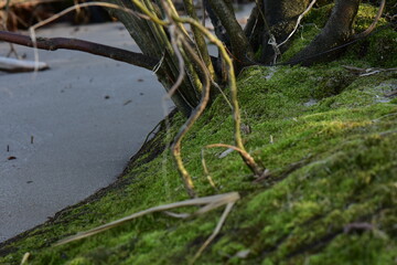 Green moss on the rock in the water of the lake, close up