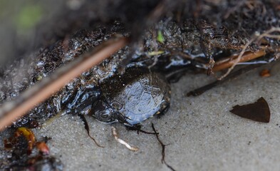 Baby turtle on sandy beach closeup