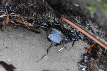 Baby turtle on sandy beach closeup