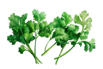 Fresh coriander leaves isolated on a transparent background for culinary and decorative uses in various dishes and recipes