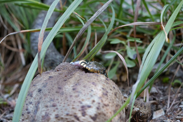 grass snakes eats common toad (Natrix helvetica)
