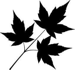 vector silhouette of a maple branch.eps