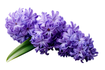 Violet hyacinth flowers grouped together showcasing rich petals and vibrant color for floral decor or nature appreciation in a serene setting