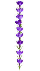 A vertical arrangement of vibrant purple crocus flowers, meticulously arranged isolated on a transparent background.