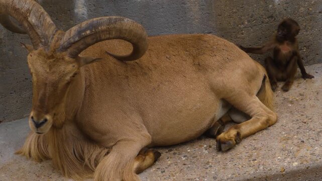 Close up of a large mountain goat  relaxing on a cloudy spring day with a young baby monkey on his back
