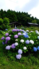 Naklejka premium Japanese Hydrangea Field View