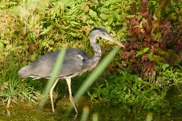 Grey heron (Ardea cinerea) standing still in shallow water, patiently waiting for prey in its wetland habitat