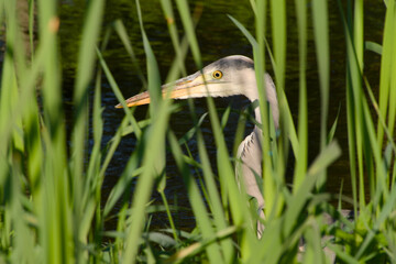Close-up of a grey heron (Ardea cinerea) hiding in the reeds while hunting in its wetland habitat