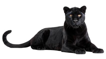 collection of black panther portrait sitting lying standing big cat animal bundle isolated on white background as transparent png isolated on white background