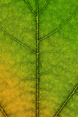 Obraz premium Macro photo of autumn leaves. Close-up of a colorful autumn leaf. Autumn colors.