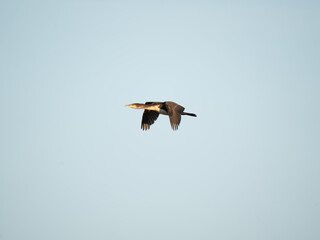 Kormoran Zwyczajny © Marcin