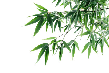 Obraz premium Bamboo tree branches with vibrant green leaves isolated on a white background showcasing natural beauty and elegance