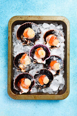 Fresh scallops in a shell on a metal tray with ice. Seafood market. On a concrete table.
