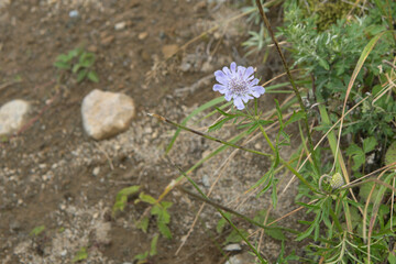 マツムシソウ（Scabiosa japonica）【美ヶ原高原】日本長野県・8月
