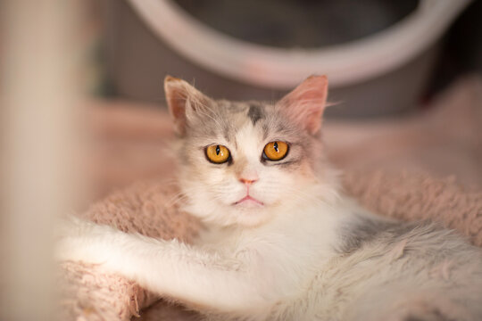 cute close up photo of persian cat with funny expression and big eyes. High quality photo