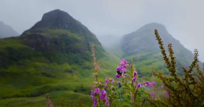 Bl&uuml;hende Chamerion angustifolium mit Hummel vor den Three Sisters im Glen Coe Tal in Schottland, typischer Blick auf das Gebirgsmassiv bei bew&ouml;lktem Himmel und drohendem Regen