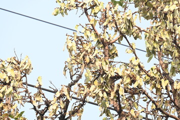 Butea monosperma pods in the tree. It is a  species of Butea native.  Its other names flame of the forest, and bastard teak. 
