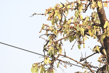 Butea monosperma pods in the tree. It is a  species of Butea native.  Its other names flame of the forest, and bastard teak. 
