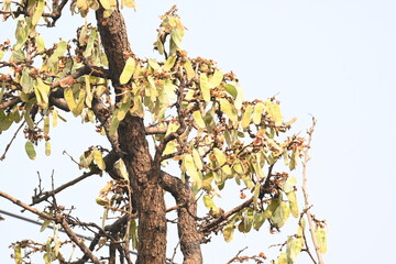 Butea monosperma pods in the tree. It is a  species of Butea native.  Its other names flame of the forest, and bastard teak. 
