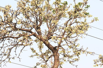 Butea monosperma pods in the tree. It is a  species of Butea native.  Its other names flame of the forest, and bastard teak. 

