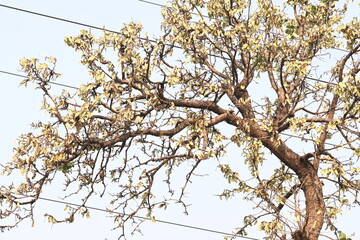 Butea monosperma pods in the tree. It is a  species of Butea native.  Its other names flame of the forest, and bastard teak. 
