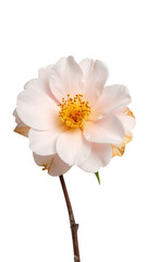 A delicate, pale pink camellia flower stands out isolated on a transparent background, showcasing intricate details of its petals and stamens.