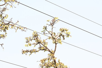 Butea monosperma pods in the tree. It is a  species of Butea native.  Its other names flame of...
