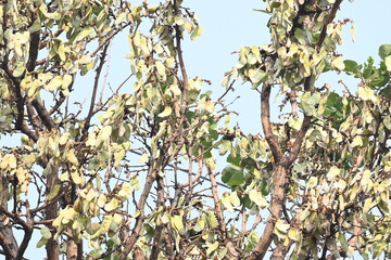 Butea monosperma pods in the tree. It is a  species of Butea native.  Its other names flame of...
