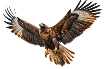 Majestic eagle soaring gracefully with outstretched wings, showcasing stunning feather details against a pure white background