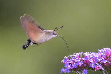 Hummingbird hawk-moth - Macroglossum stellatarum with Verbena bonariensis
