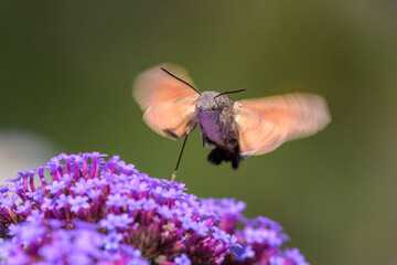 Hummingbird hawk-moth - Macroglossum stellatarum with Verbena bonariensis