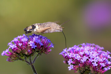 Hummingbird hawk-moth - Macroglossum stellatarum with Verbena bonariensis